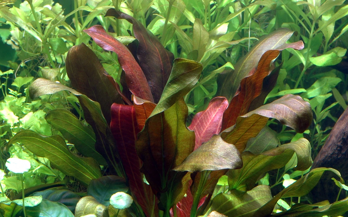 Tropica Akvarieplante i potte Echinodorus x barthii